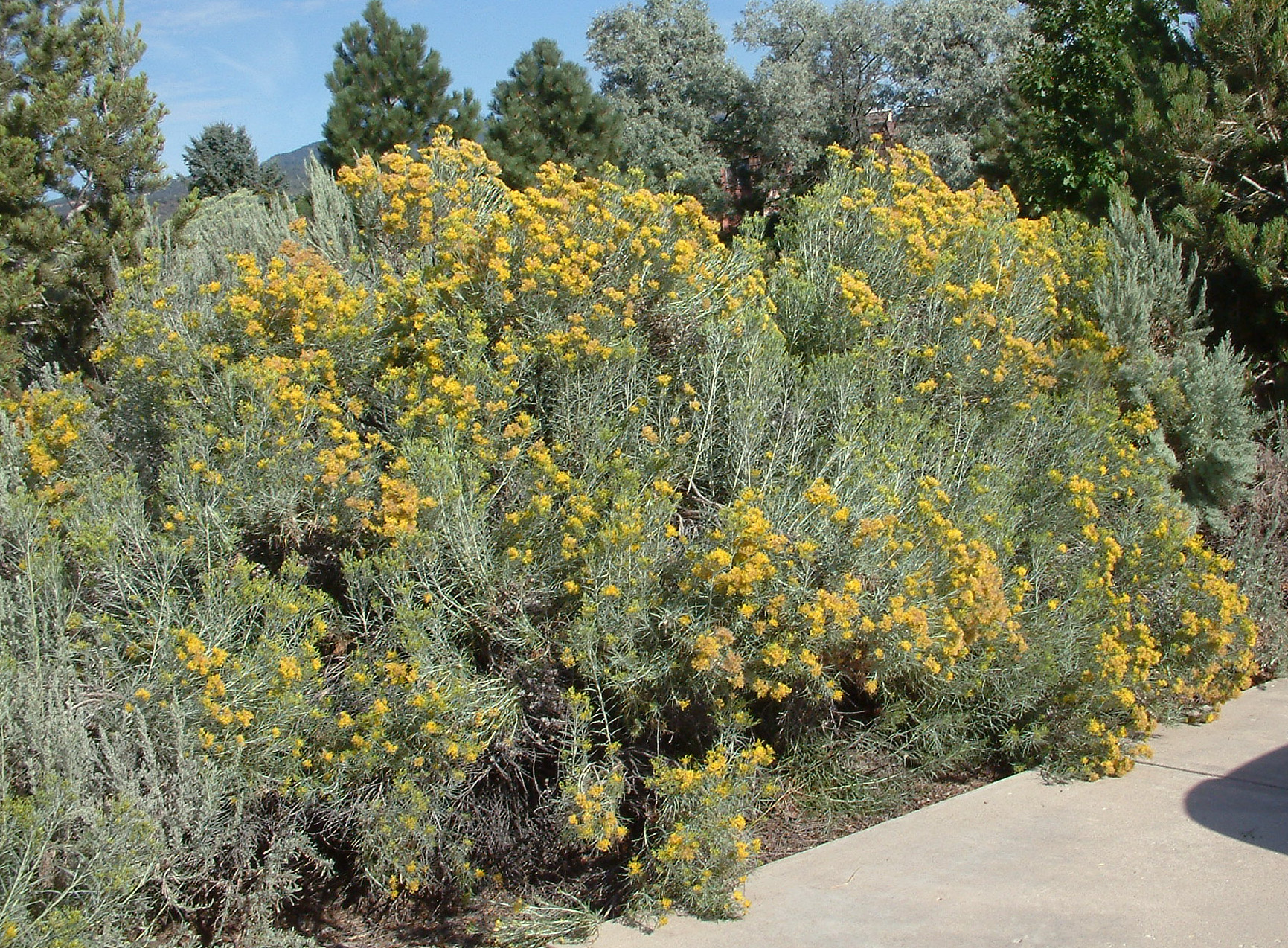 Tall Rabbitbrush